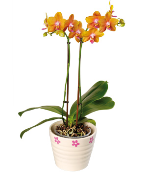 Phalaenopsis Orchid