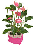 Mothers Day Anthuriums - Free UK delivery
