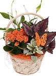 Mothers Day Basket Arrangements  - Free UK delivery