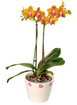 Mothers Day Orchids