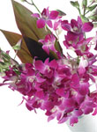 Oriental Orchids - Free UK delivery