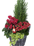 Basket of Winter plants