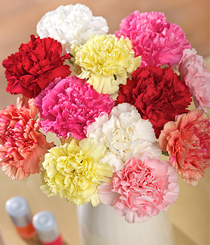12 Classic Carnations 12 Classic Carnations