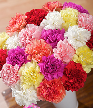 24 Classic Carnations 24 Classic Carnations
