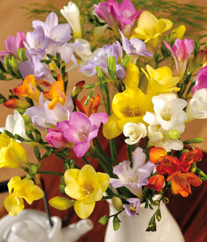 Fragrant Freesias Fragrant Freesias