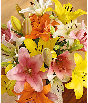 Luxury Lilies Luxury Lilies