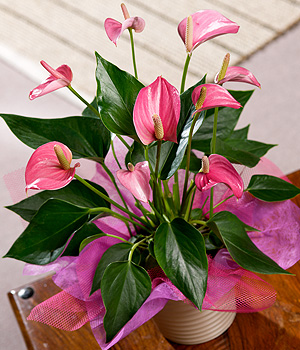 PRODUCT_PLANTS_Exotic_Anthurium_Plant_large.jpg