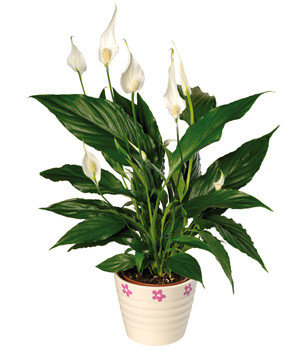 Peace Lily