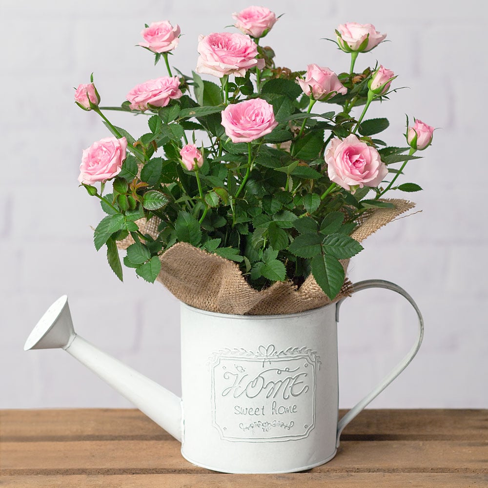 Rose Plant In Watering Can Flowers By Post