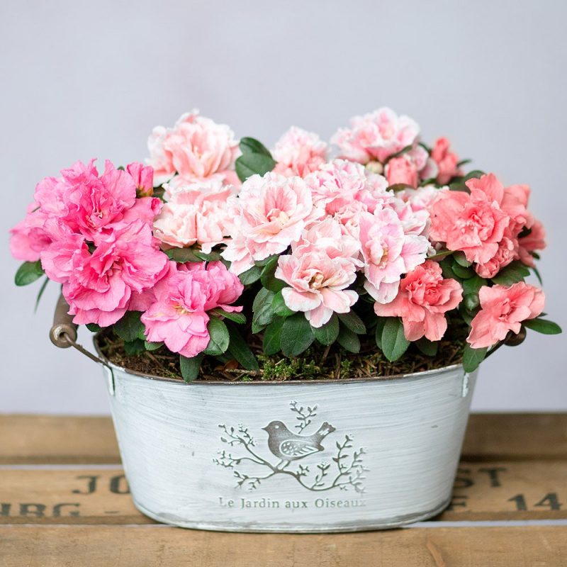 House Plants Flowers By Post