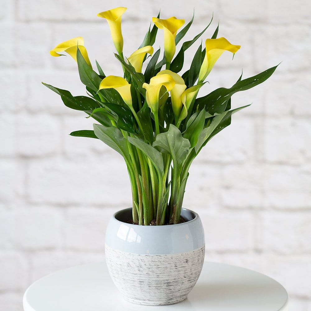 Yellow Calla Lily Plant Flowers By Post