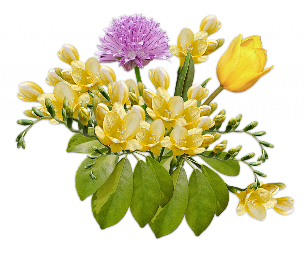 Freesias by post - Some great ideas and top tips on Freesias 10 Freesia Flowers