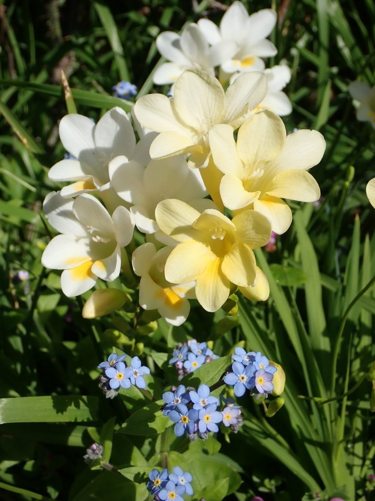 Freesias by post - Some great ideas and top tips on Freesias 7 Grow Freesias in yoru garden