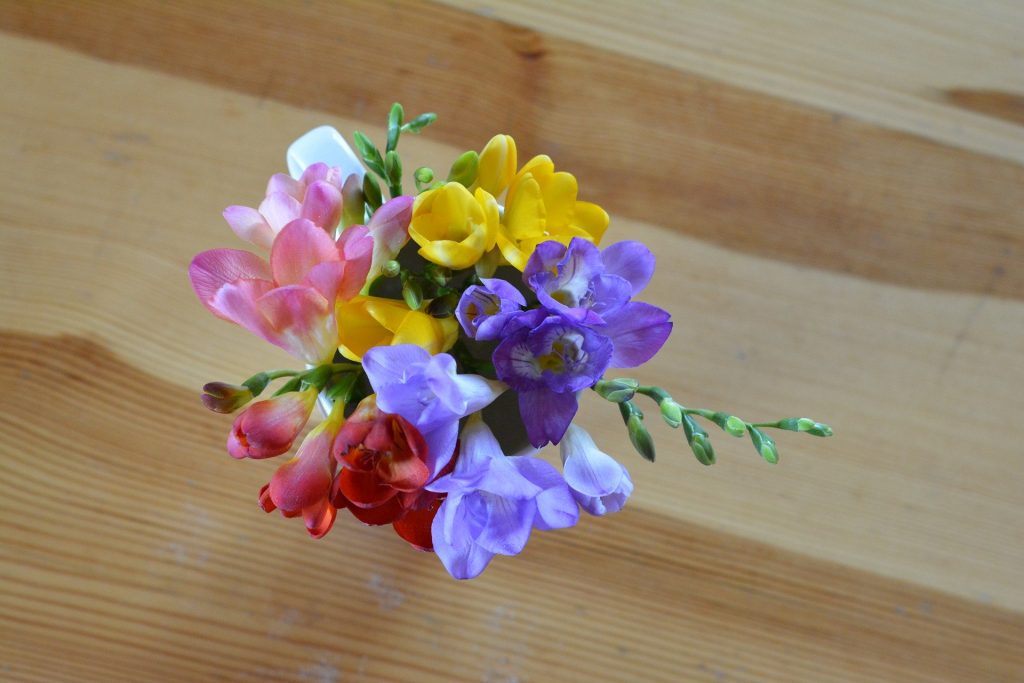 Freesias by post - Some great ideas and top tips on Freesias 11 Colourful Freesias