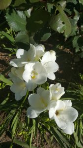 Freesias by post - Some great ideas and top tips on Freesias 8 Freesias from the garden