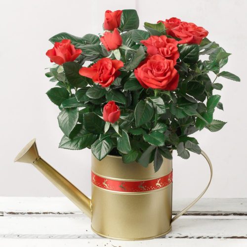 Red Rose In Gold Watering Can Flowers By Post