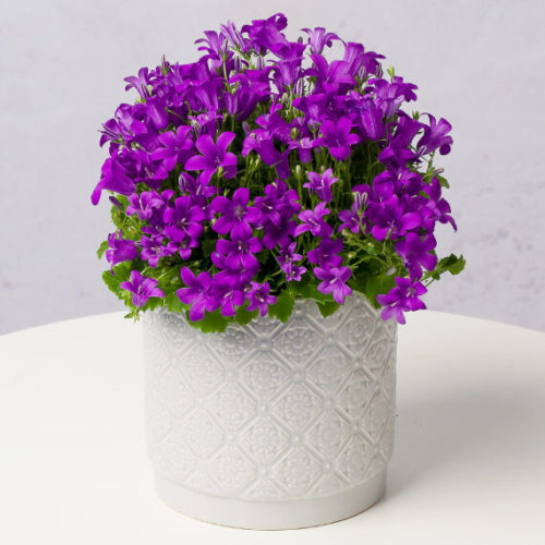 Cottage Campanula Flowers By Post